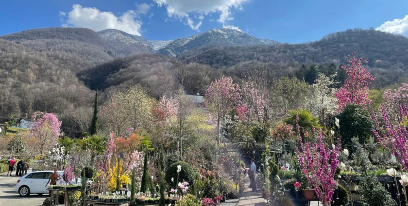 Flowerpower im Tessin…