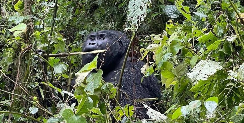 Auge in Auge mit den Gorillas in Uganda