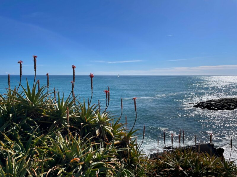 Wilde Pflanzen vor blauem Himmel und Meer bei der grünen Blumenriviera in Ligurien.