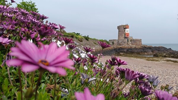 Im Vordergrund Blumen, ein alte Festung in Jersey im Hintergrund