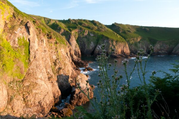 Blumen vor einer steilen Felsklippe und dem Meer im Norden von Jersey. 