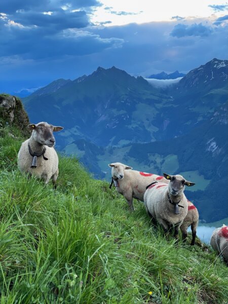 Schafe auf dem Berggipfel mit Bergpanorama.