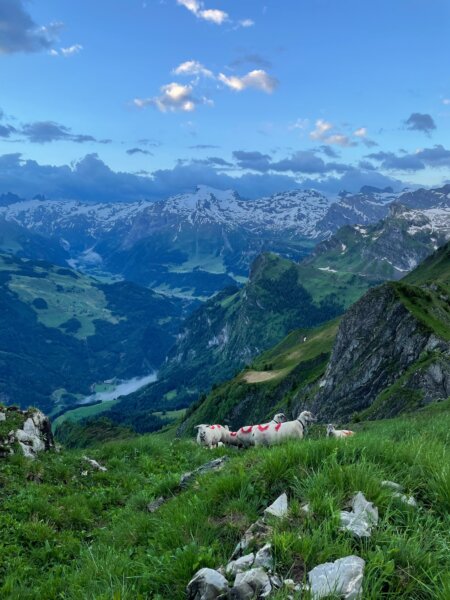 Schafe auf dem Berggipfel, im Hintergrund der Titlis.