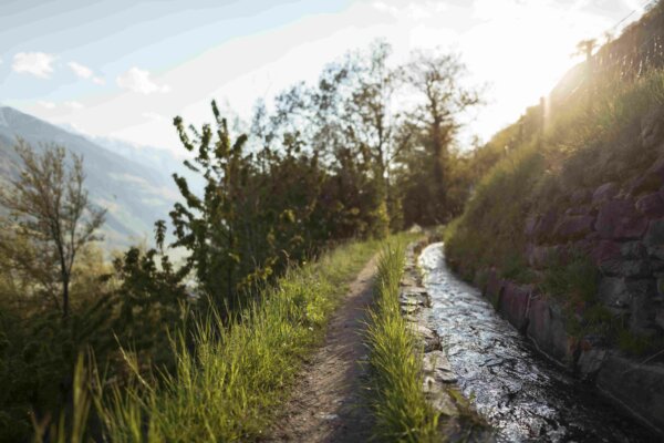 Apfelblüte im Vinschgau. © IDM Südtiroler Apfelkonsortium Alex Filz