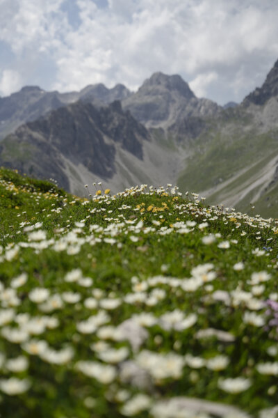 Blumen beim Steinsee