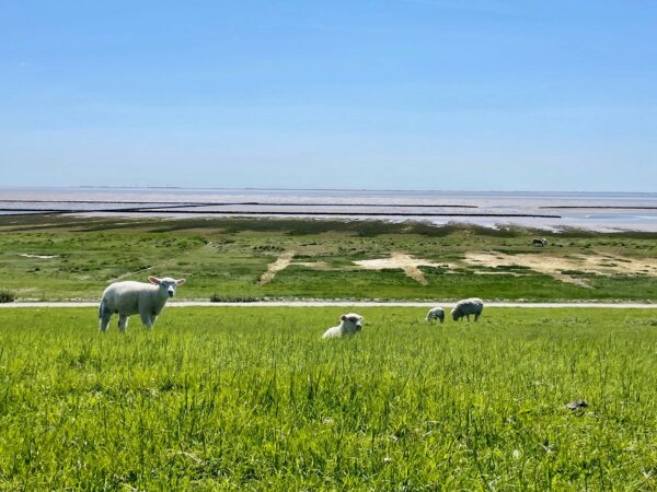 Wattlandschaft mit Schafen auf Sylt.