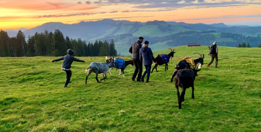 Wandern mit Packgeissen – Ein tierisches Vergnügen für die ganze Familie