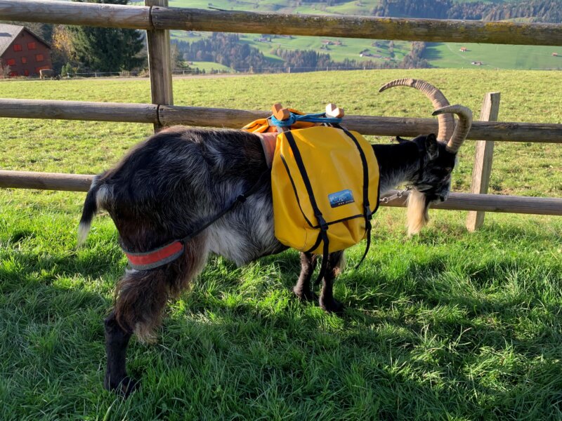 Mit gelber Tasche bepackte Packgeiss, bereit für die Wanderung