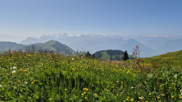 Rigi Panorama und Blumen