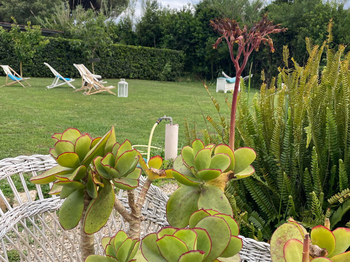Acquerello auf Elba