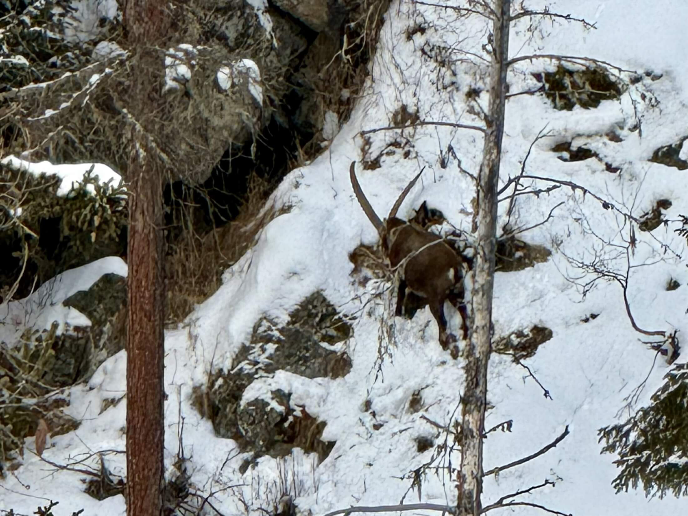 Steinbock bei einer Steinbock-Safari in Pontresina