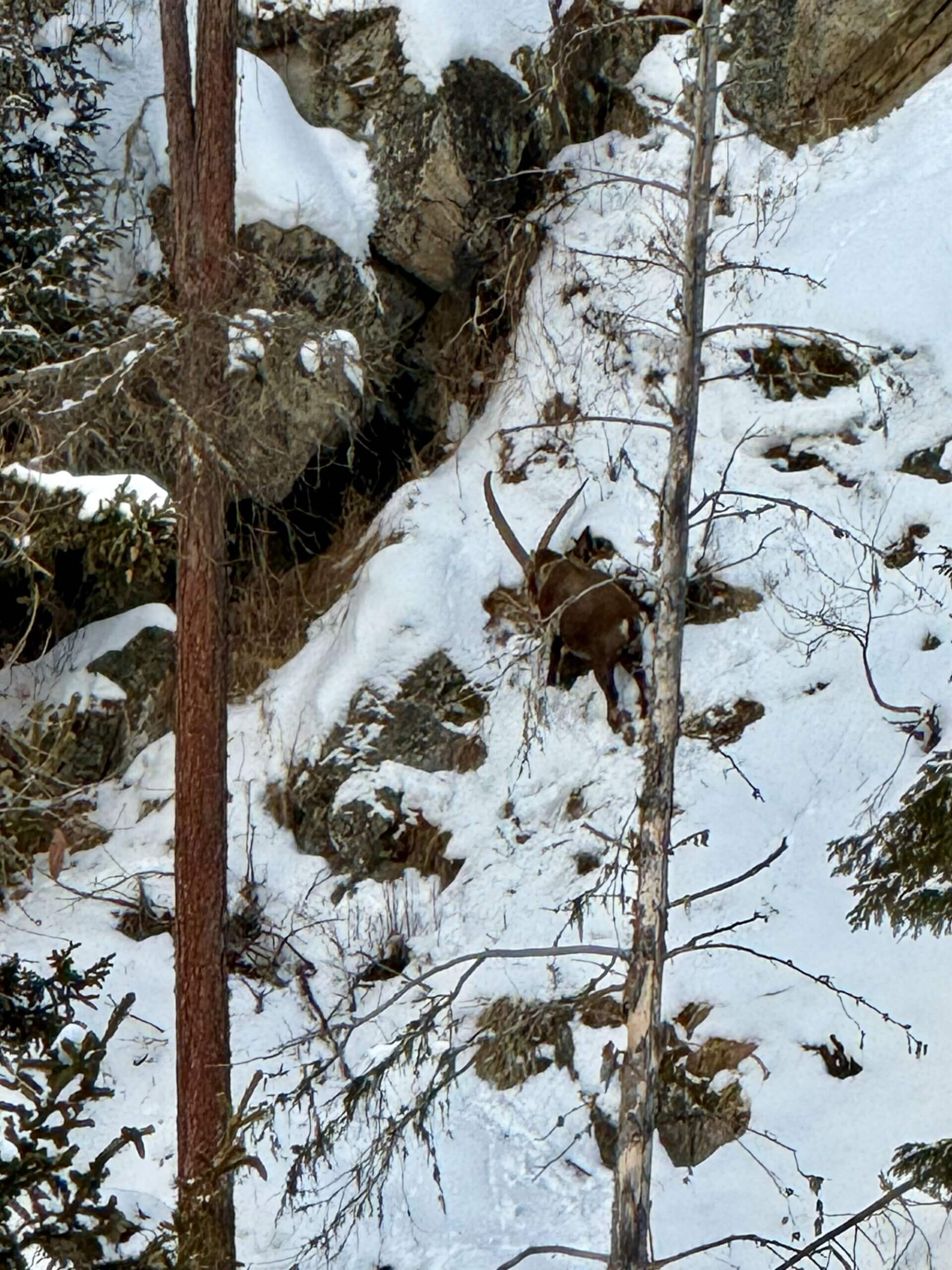 Steinbock bei einer Steinbock-Safari in Pontresina