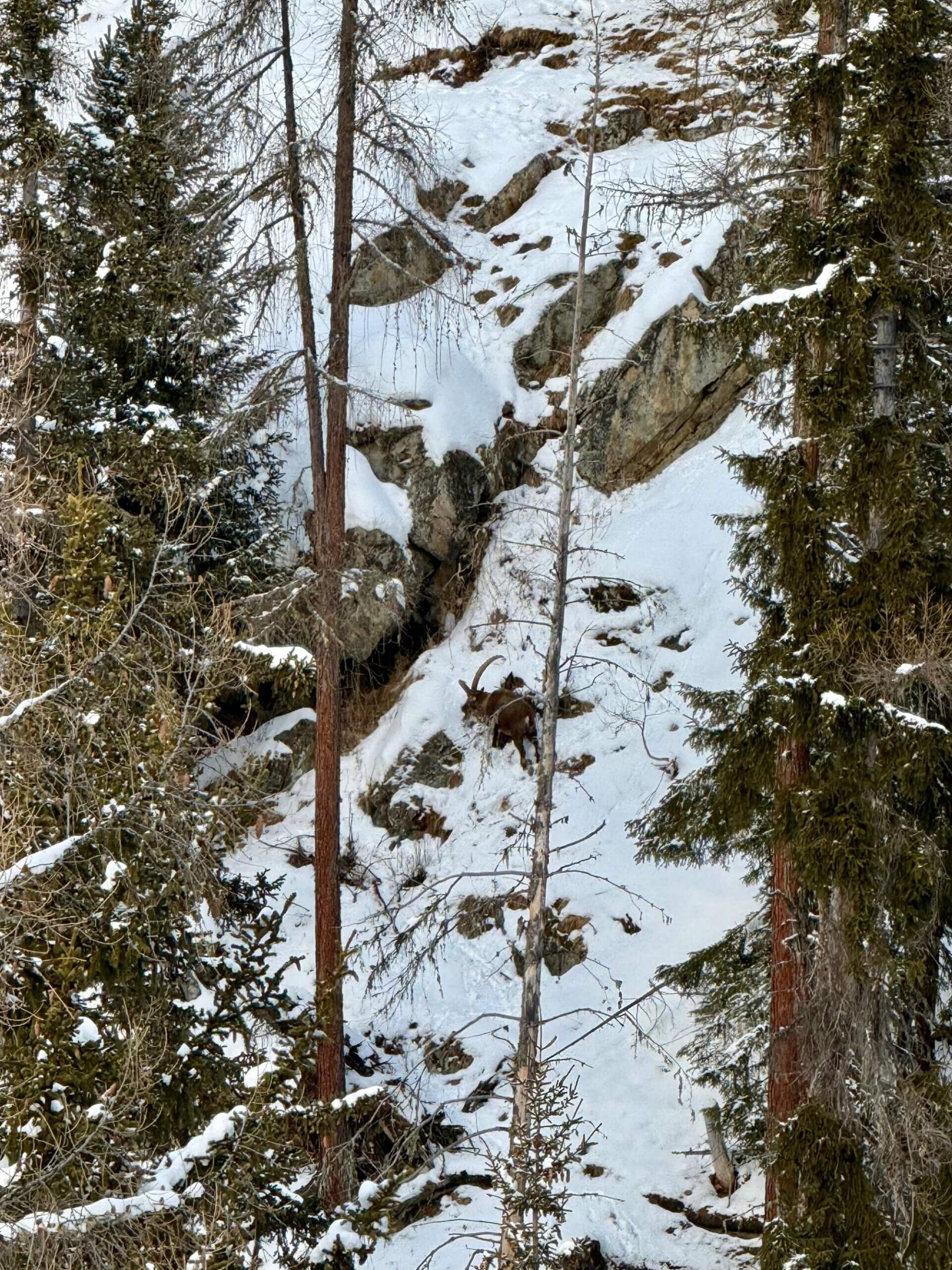 Steinbock bei einer Steinbock-Safari in Pontresina