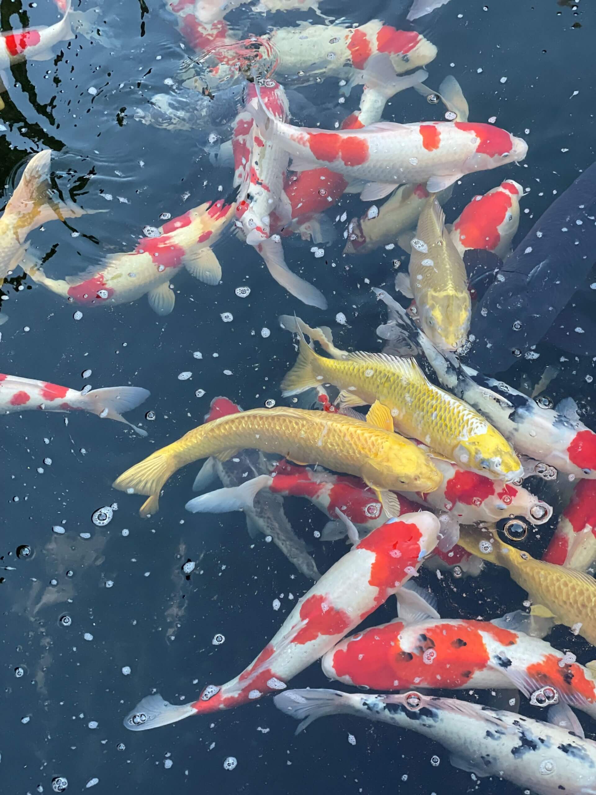 Fische beim Kosan ji Tempel in Setoda in Japan