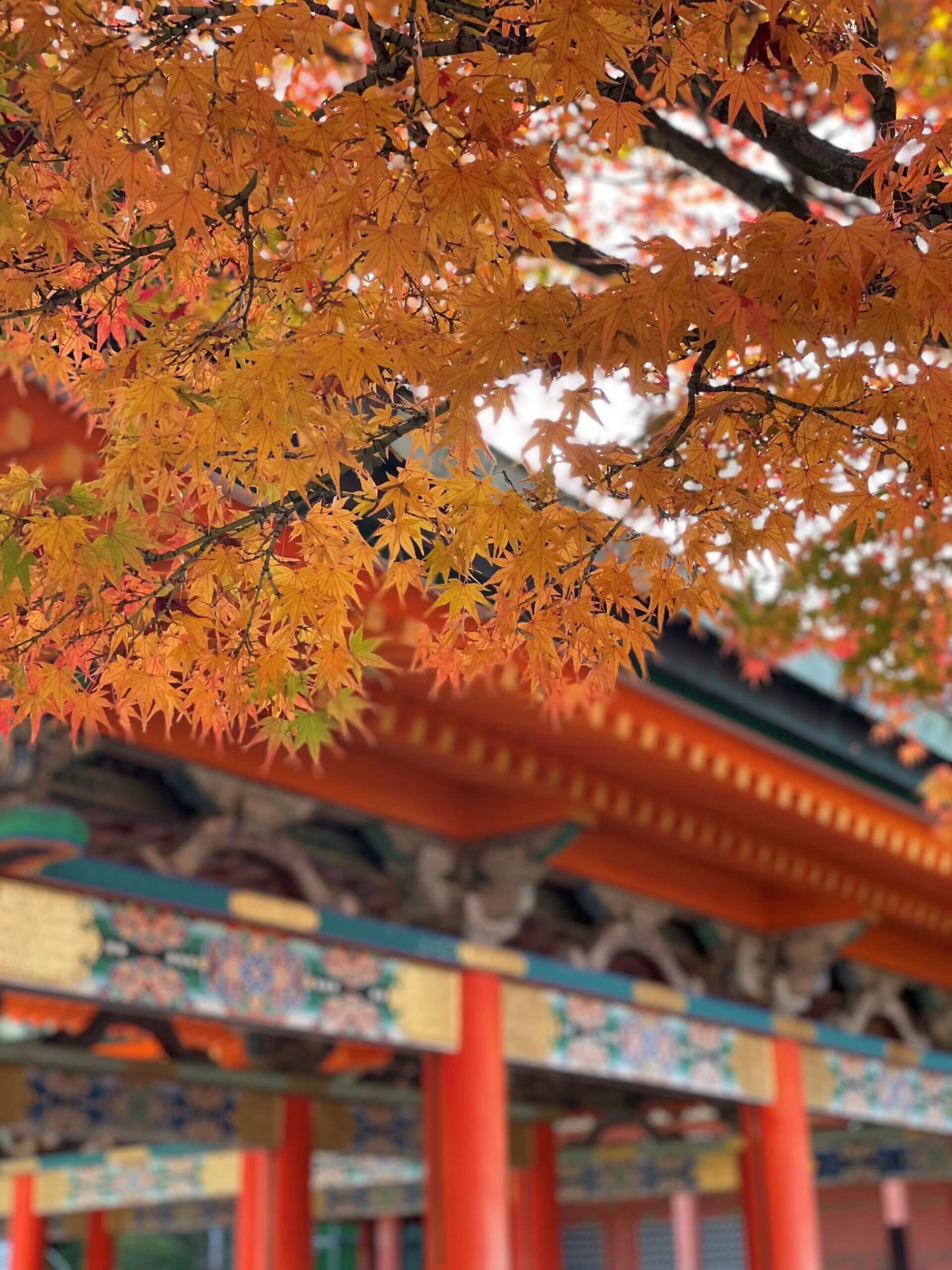 Herbstliche Farben beim Kosan ji Temple is Setoda in Japan