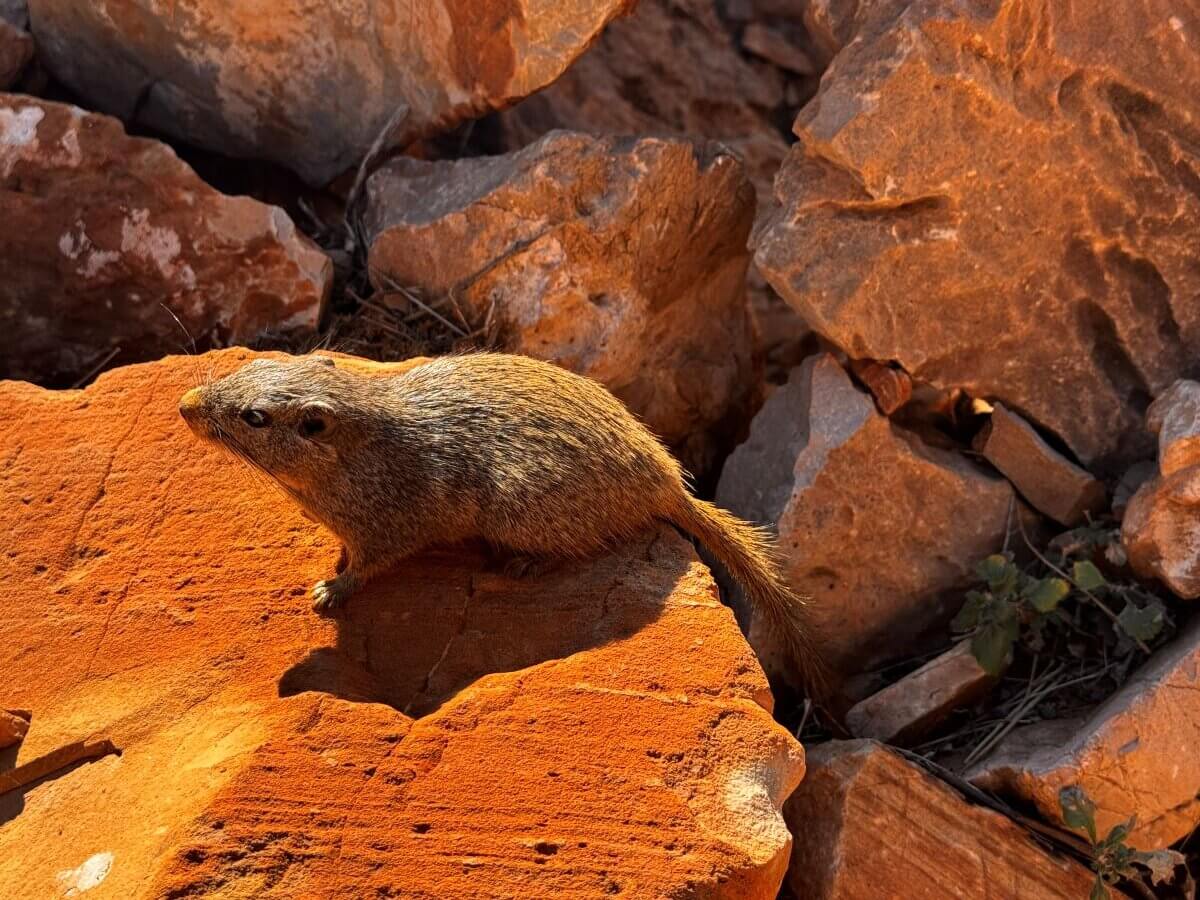 Klippschliefer ganz nah - der kleine Verwandt des Elefanten im Naukluft Mountain Zebra Park