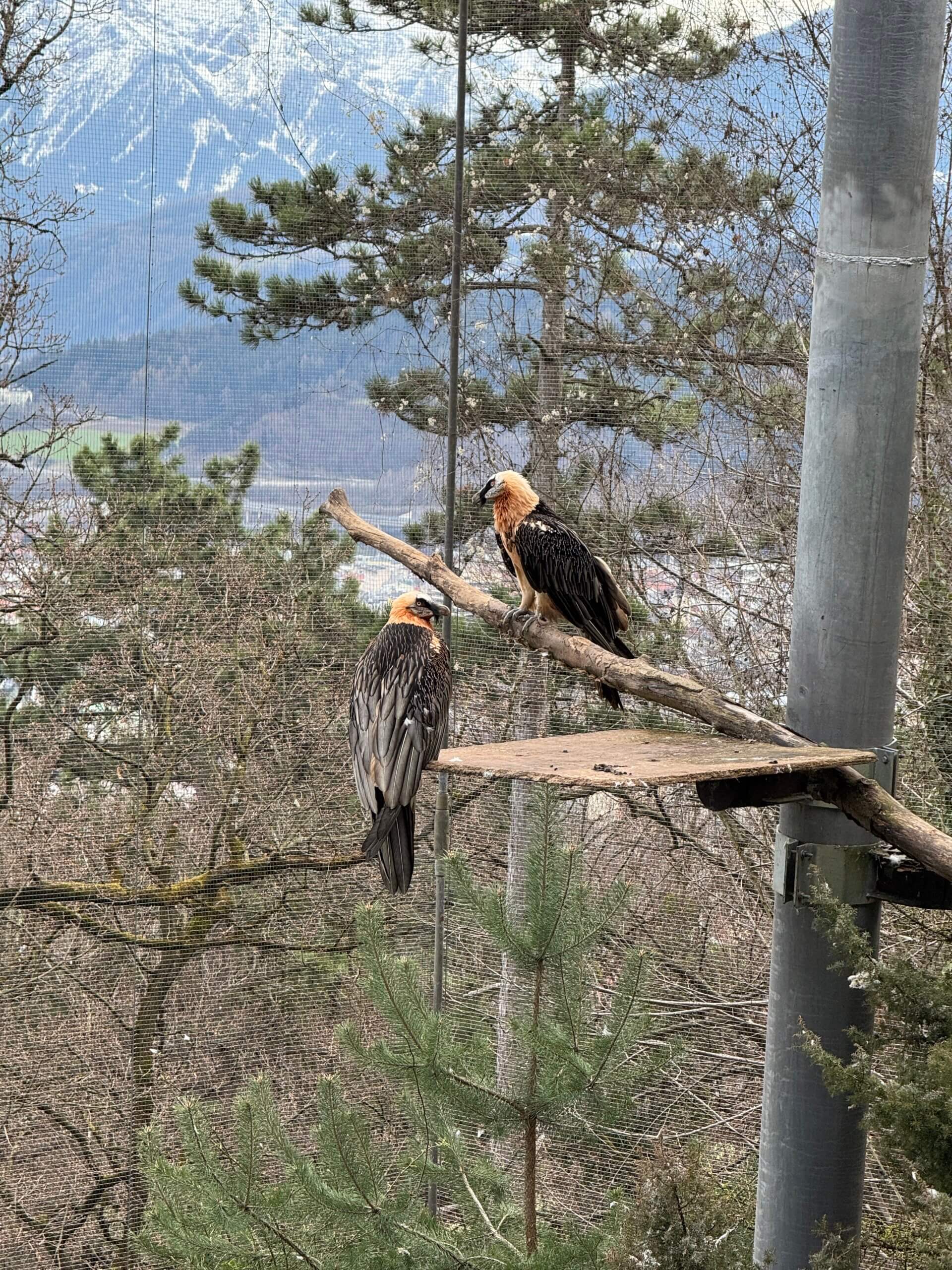 Travelistas_Innsbruck_Alpenzoo