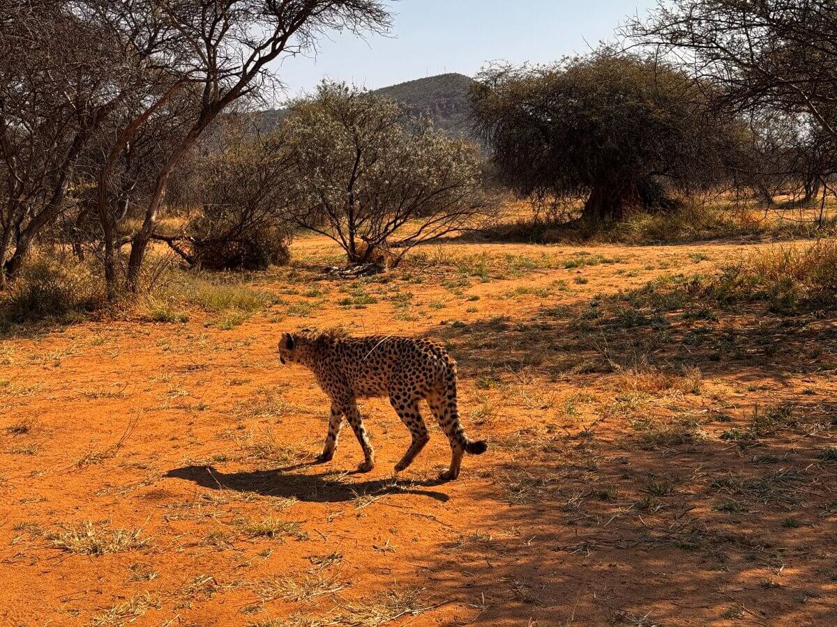 Gepard im Okonjoma Game Reserve in Namibia