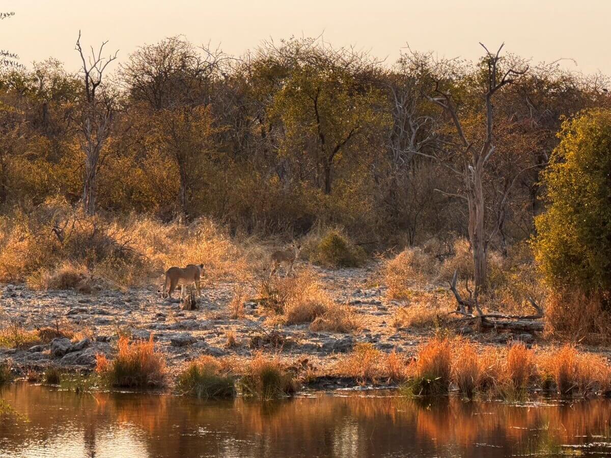 Löwen an der Wasserstelle im Onguama Nature Reserve in Namibia