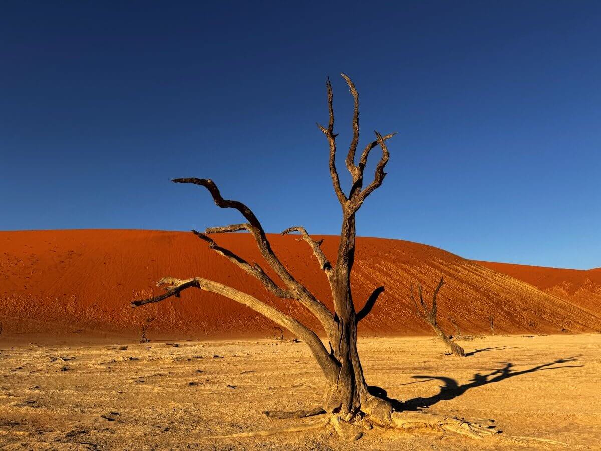 Versteinerter Baum im Sossusvlei im Namib Naukluft Nationalpark in Namibia