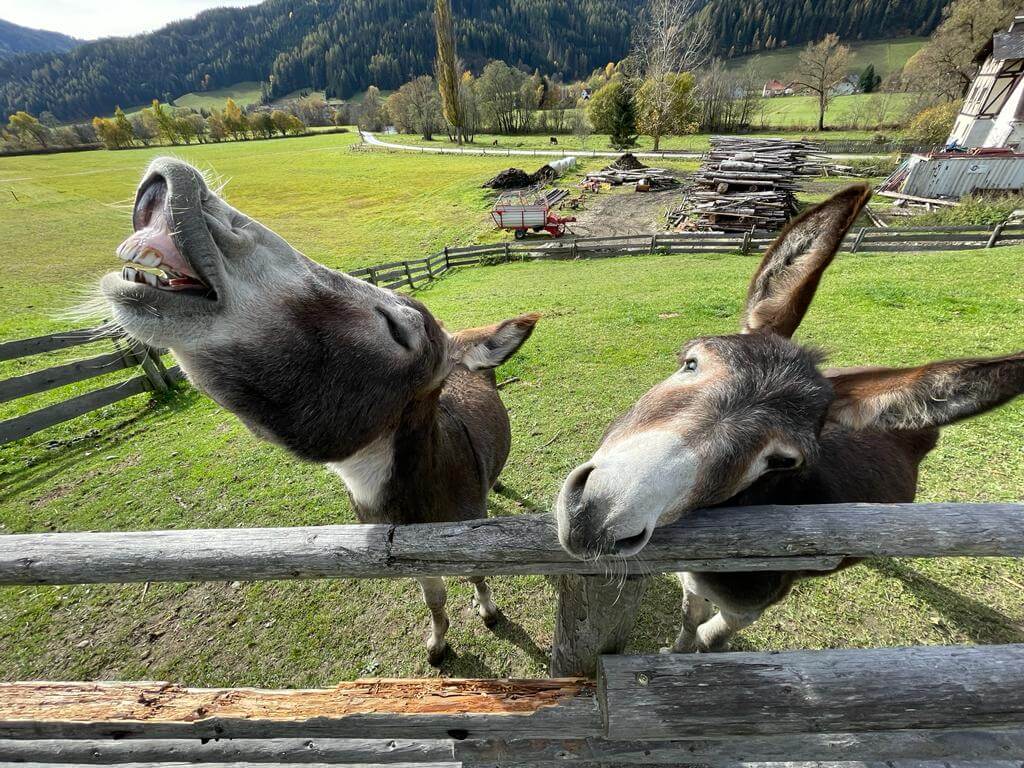 Esel am Adelwöhrerhof