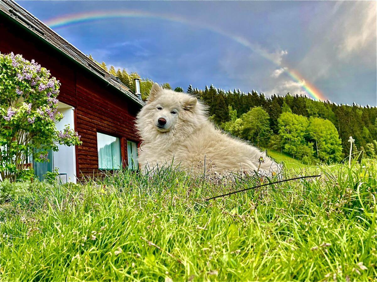 Haushündin Luna am Adelwöhrerhof