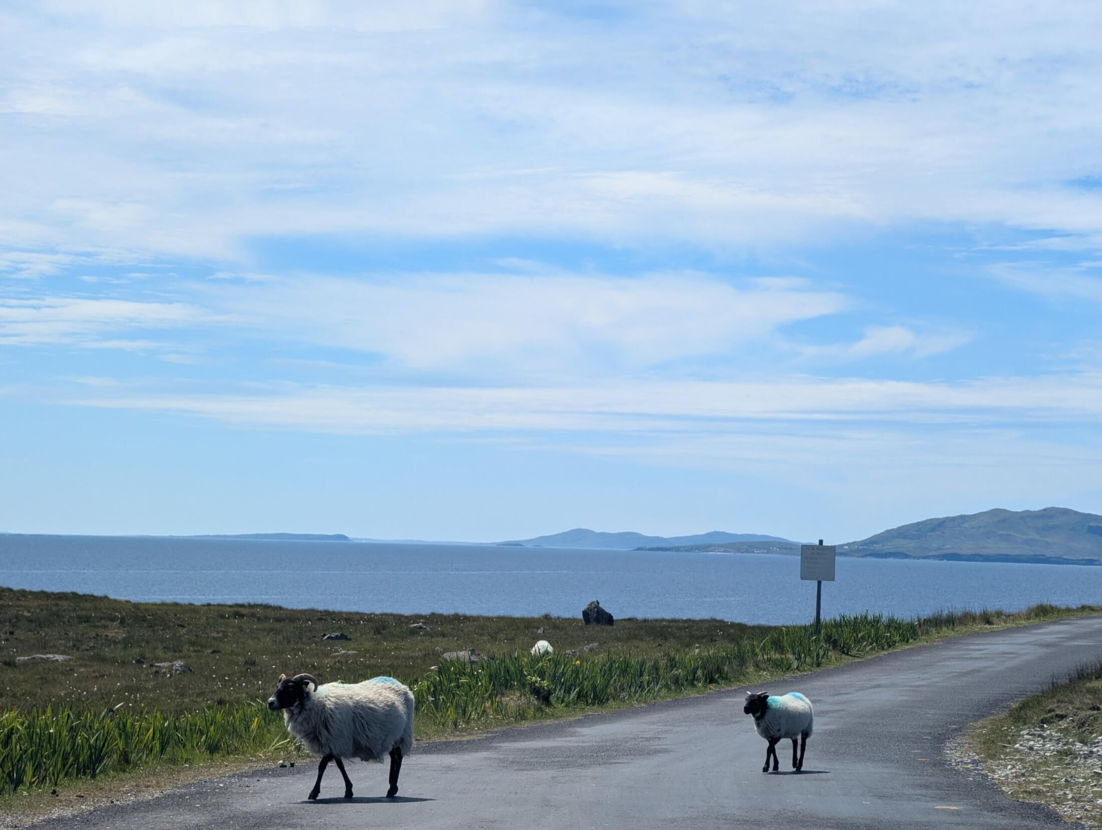 Schafe auf der Strasse in Irland, dahinter das Meer