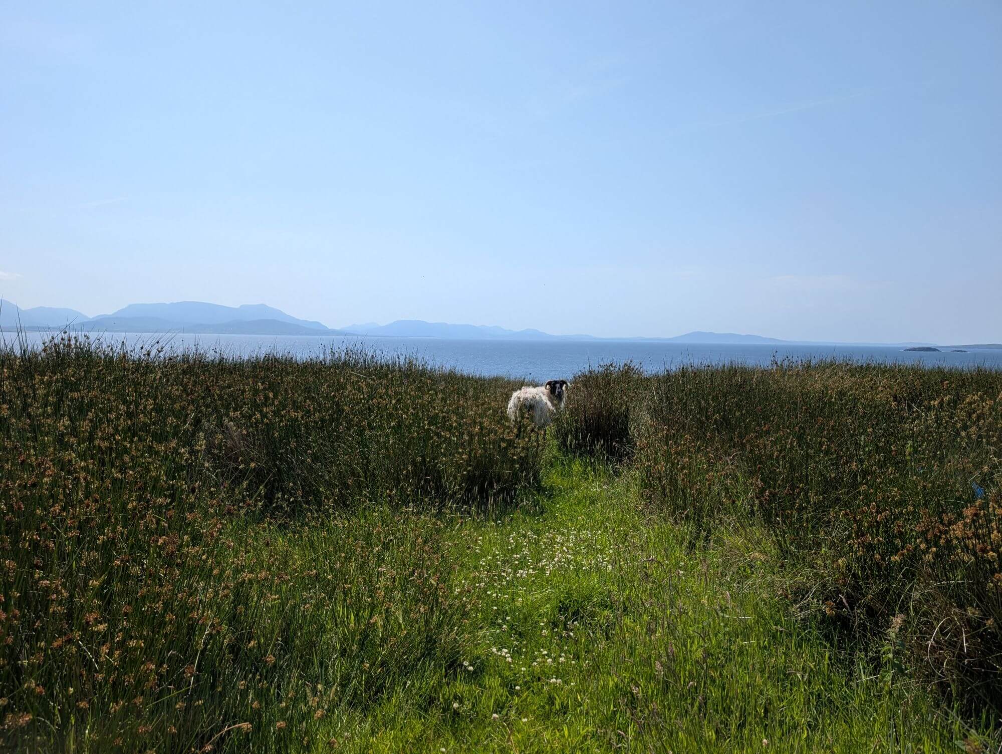 Schaf in einer Wiese vor dem Meer auf Clare Island