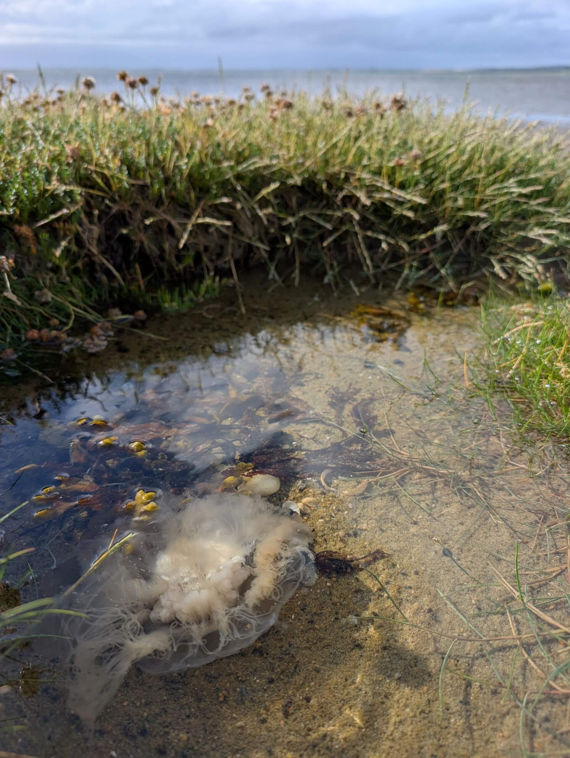 Qualle im Tidepool in Oileann Chloigeann