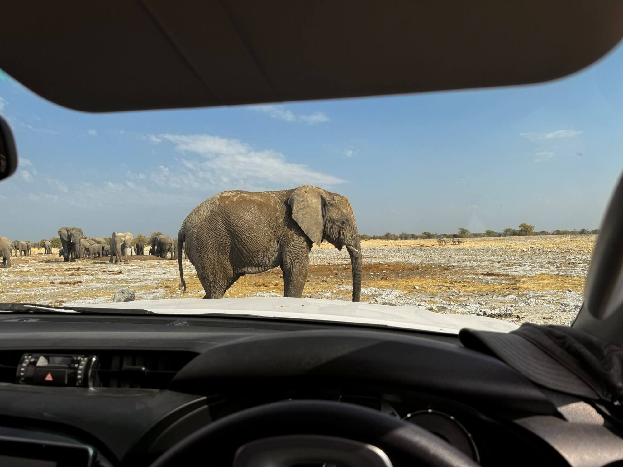 Achtung Elefant quert im Etosha Nationalpark