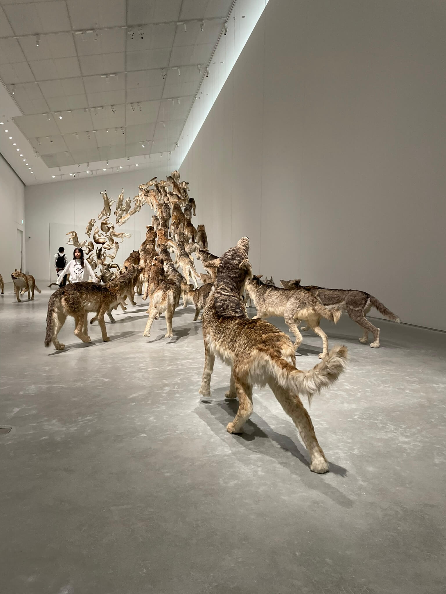 Head on Installation mit 99 lebensgrossen Wölfen Naoshima New Museum of Art