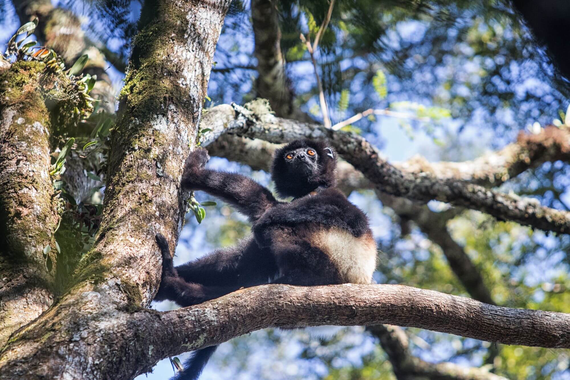 Edwards-Sifaka in Madagaskar