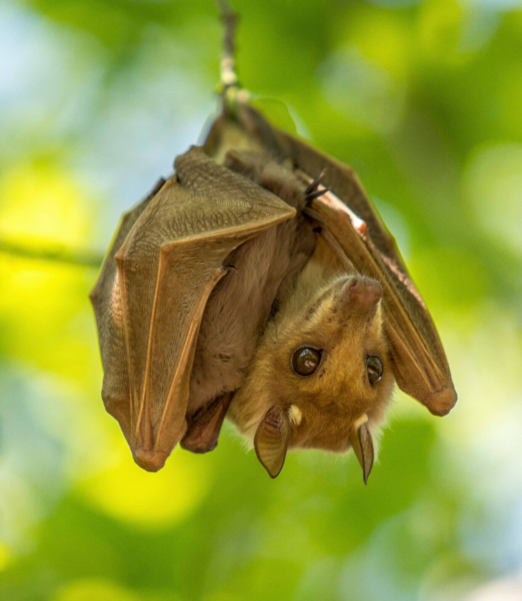 Flughund hängt auf einem Baum