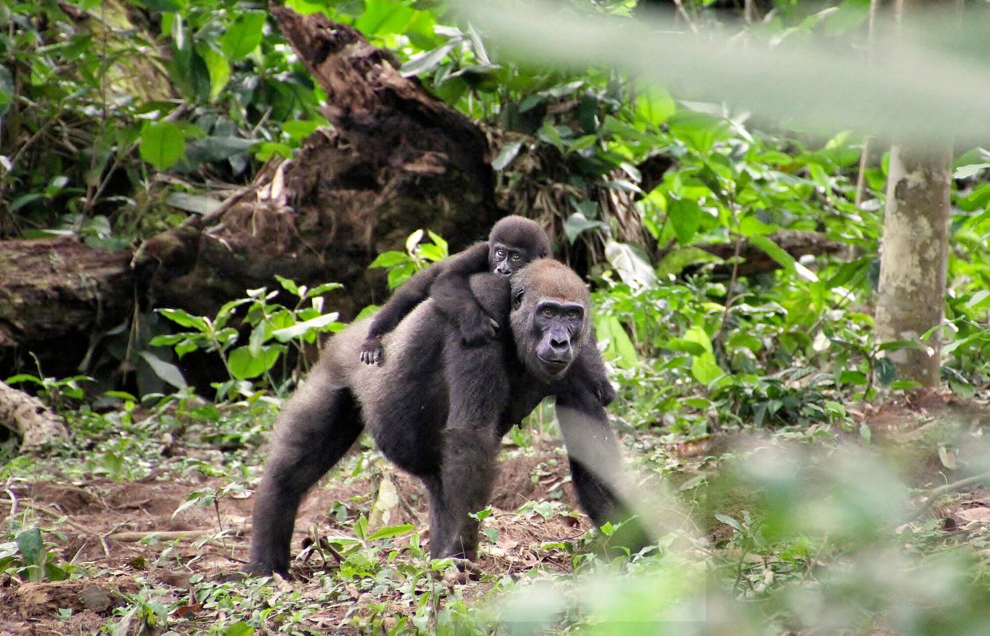Ein Gorillababy am Rücken eines großen Gorillas