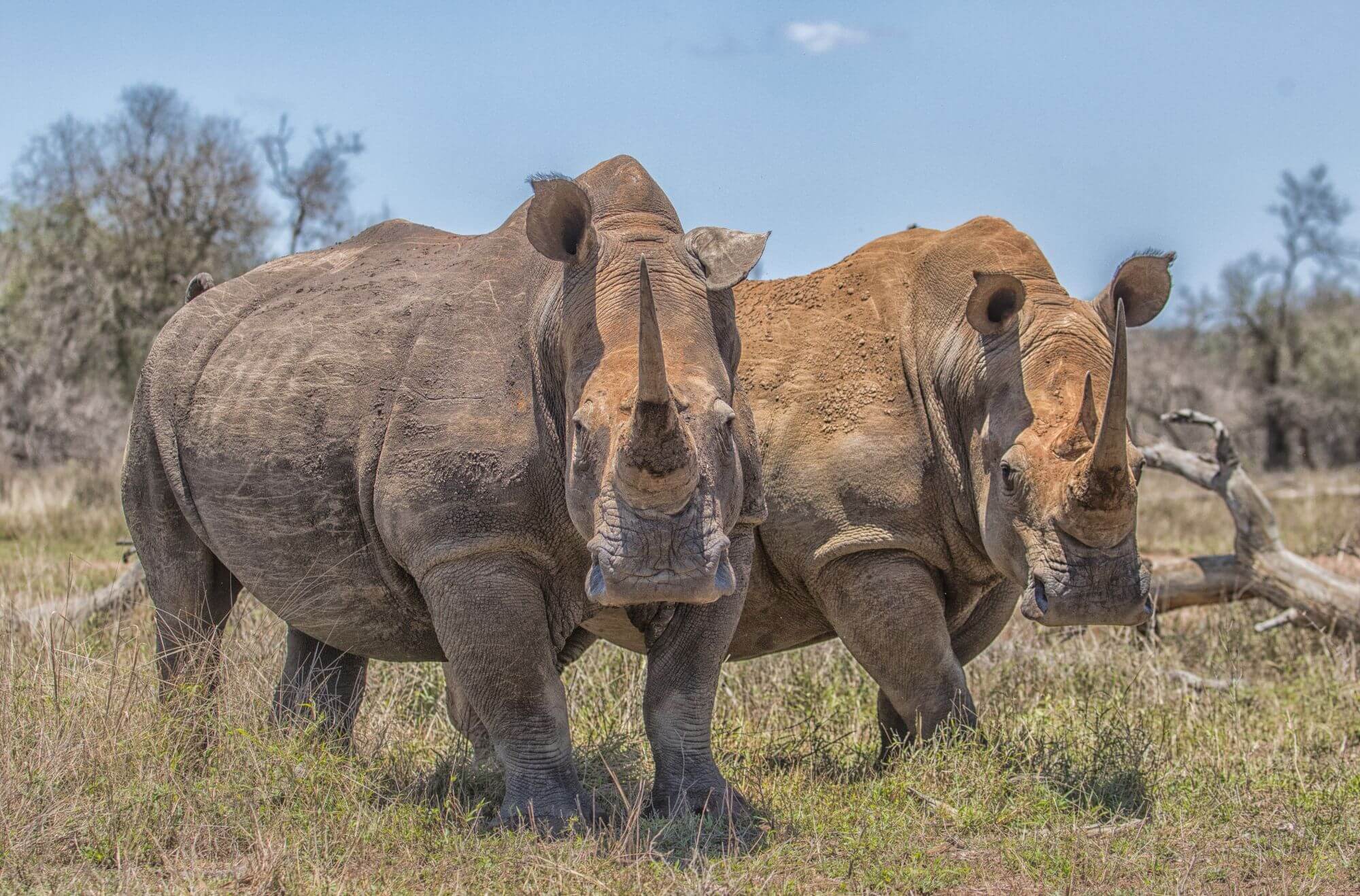 zwei Nashörner stehen auf einer Wiese