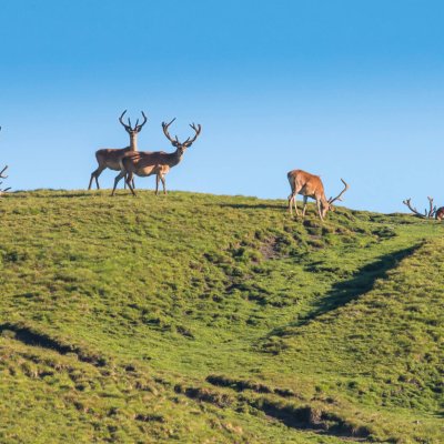 01 Nationalpark_Hirsche