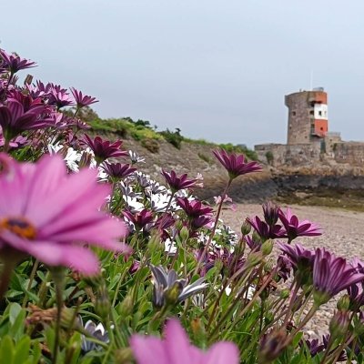 Im Vordergrund Blumen, ein alte Festung in Jersey im Hintergrund