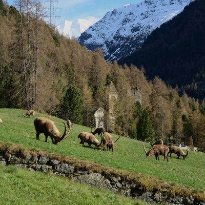 Copyright Susanne Bonaca