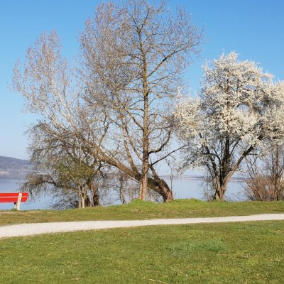 Greifensee