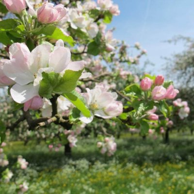 Thurgau, Blueschtzeit