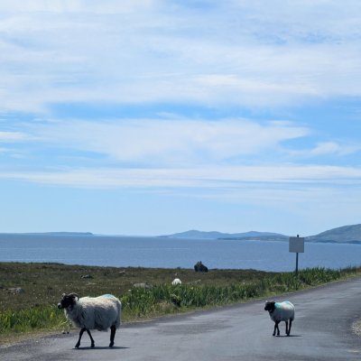 Schafe auf der Strasse in Irland, dahinter das Meer