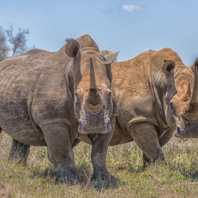 zwei Nashörner stehen auf einer Wiese