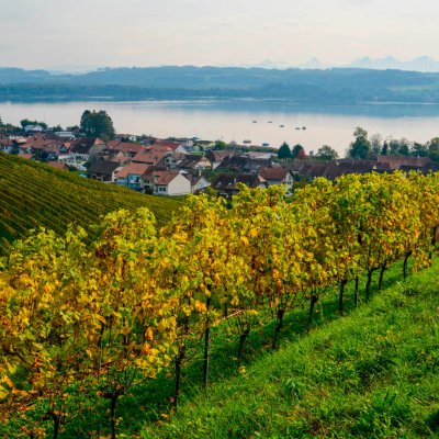 c staffelbach murtensee aussicht see wein