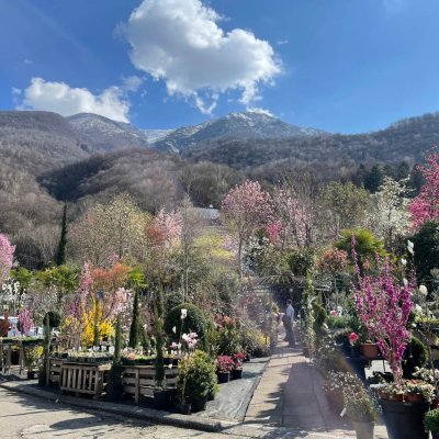 Flower Power im Tessin