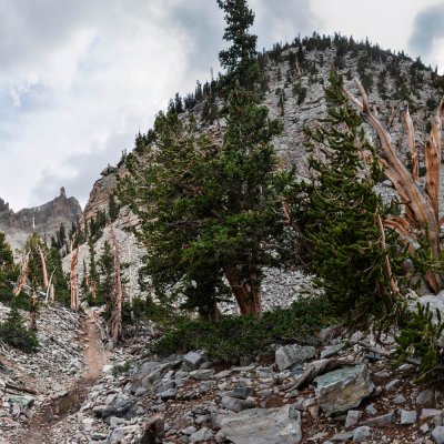 heinz staffelbach great basin nationalpark usa natur wald