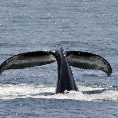 Whale watching