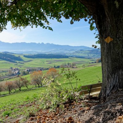 Emmental