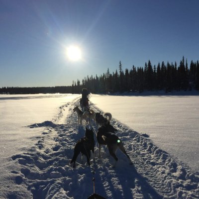 lappland-schweden-huskys-hundeschlitten-mushen-winter-schnee-landschaft
