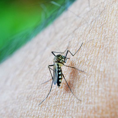 Malaria Mücke Impfung